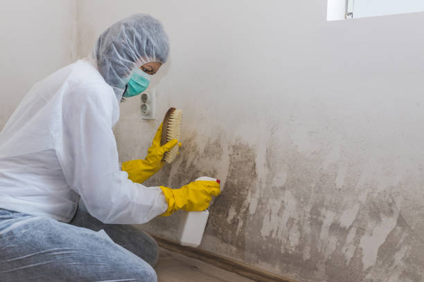 Best Mold Documentation for Insurance Claims  in Seal Beach, CA