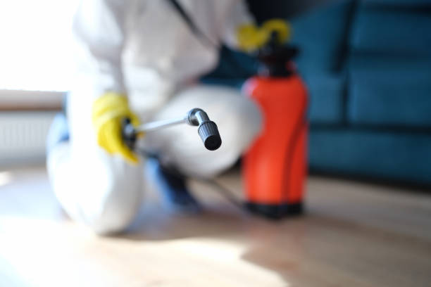 Environmental Consulting for Mold Prevention in Seal Beach, CA
