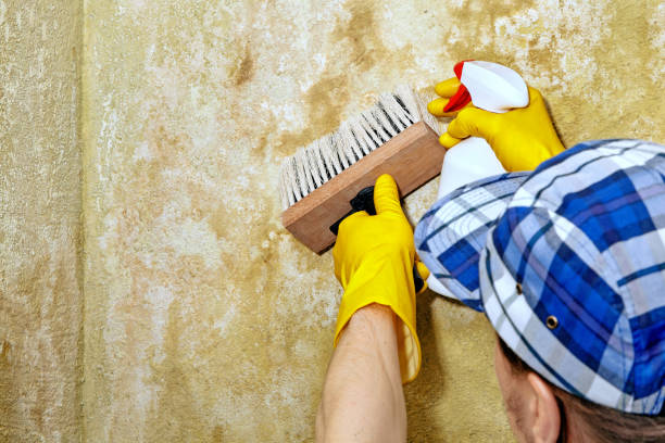Best Asbestos and Lead Testing During Mold Inspection  in Seal Beach, CA