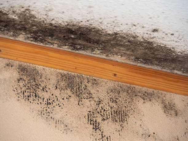 Best Mold Prevention Services  in Seal Beach, CA