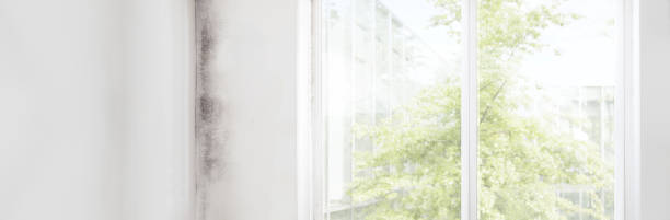 Best Attic Mold Removal  in Seal Beach, CA