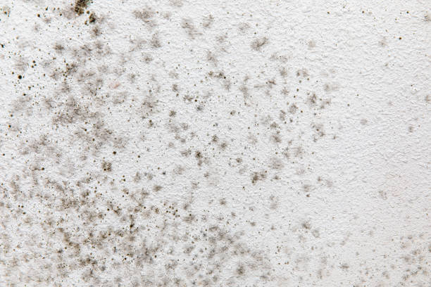 Best Residential Mold Inspection & Testing  in Seal Beach, CA