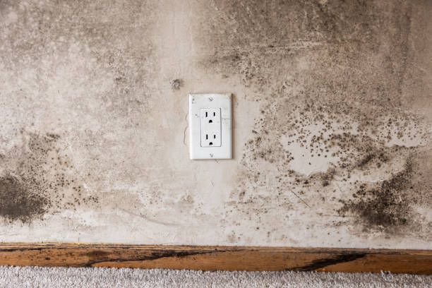 Best Basement Mold Removal  in Seal Beach, CA