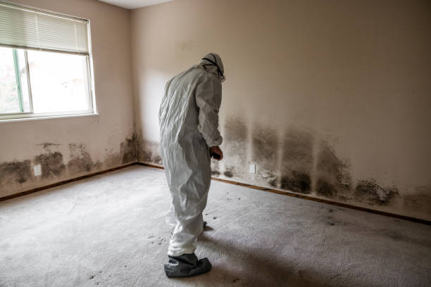 Best Mold Odor Removal Services  in Seal Beach, CA