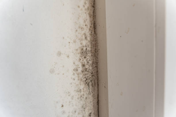 Dehumidification Services in Seal Beach, CA