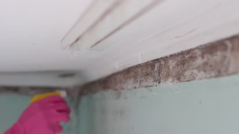 Best Black Mold Removal  in Seal Beach, CA