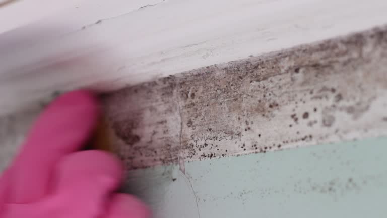 Best Environmental Consulting for Mold Prevention  in Seal Beach, CA